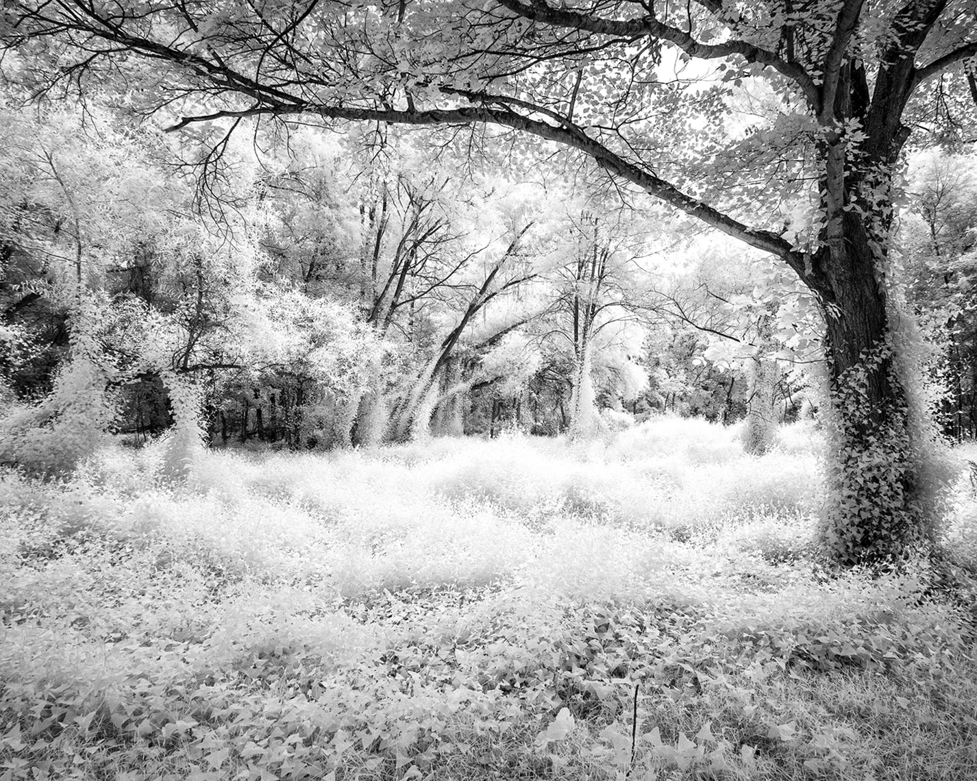 Infrared Tree Series   Untitled #3
