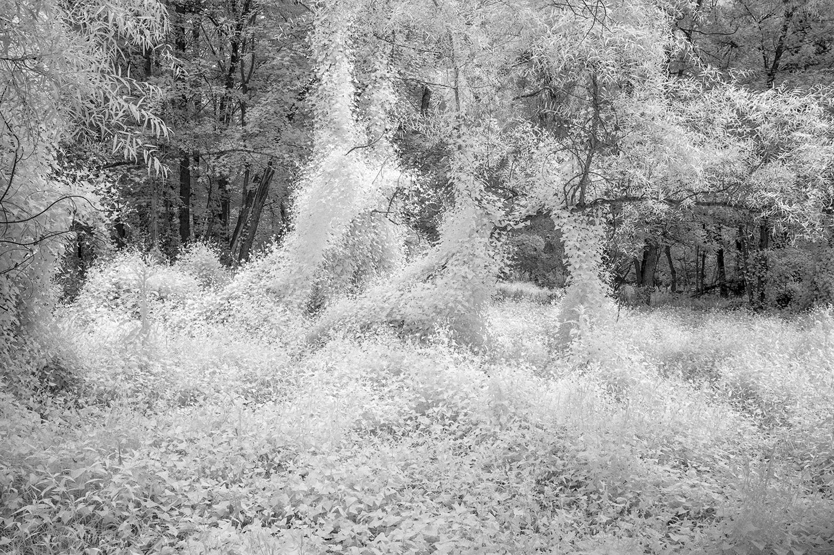 Infrared Tree Series  Untitled #4
