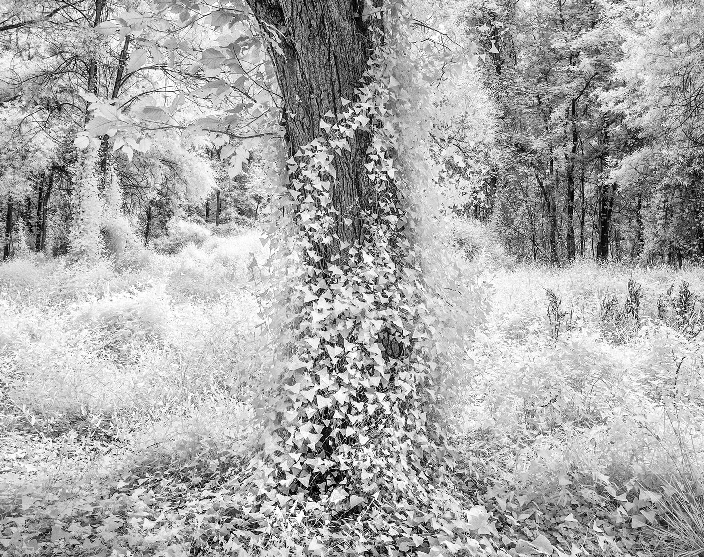 Infrared Tree Series  Untitled #2
