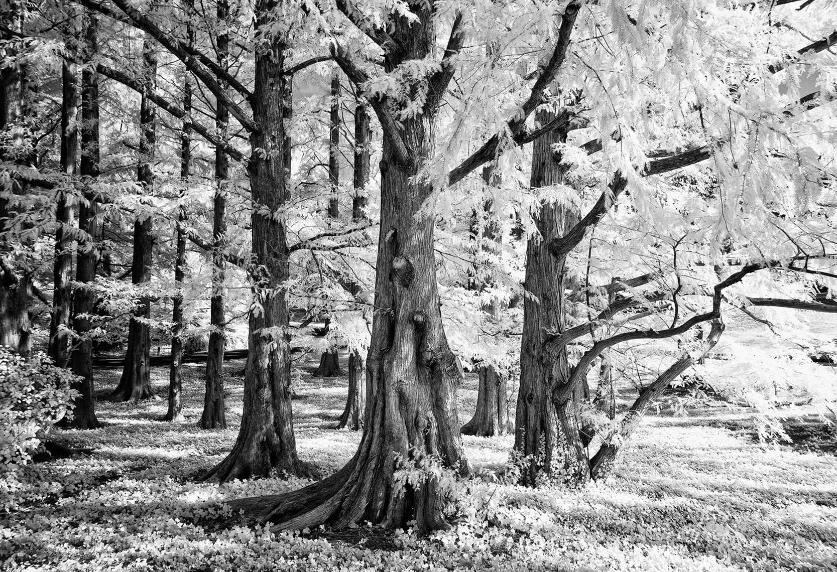 Infrared Tree Series  Untitled # 1