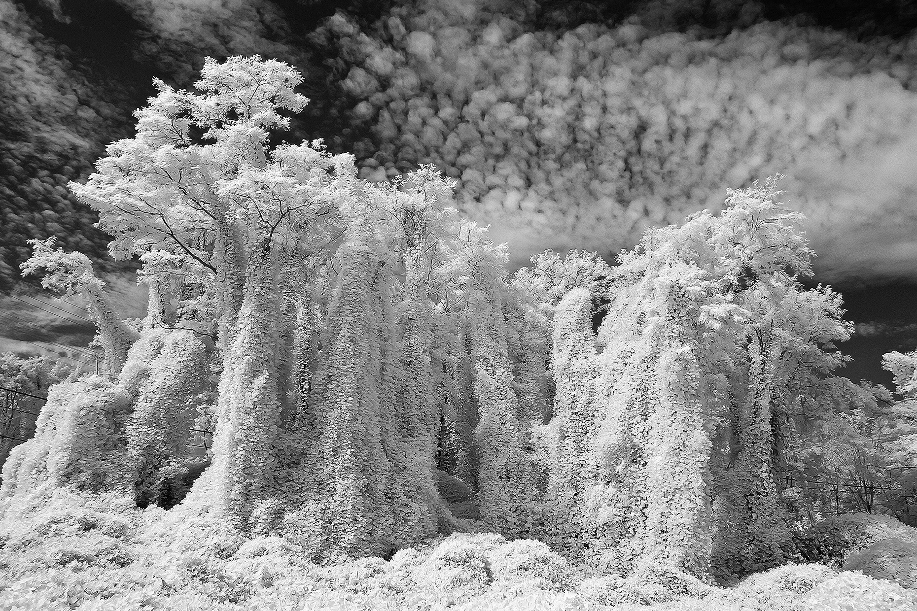 Fine art photograph  Infrared Tree Series  Untitled 4.jpg